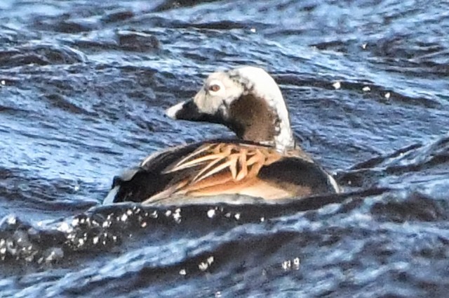 Long-tailed Duck - ML620015551