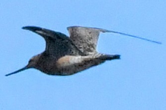 Bar-tailed Godwit - ML620015556