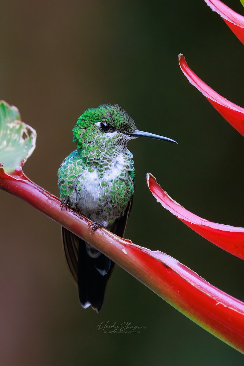 Green-crowned Brilliant - ML620015557