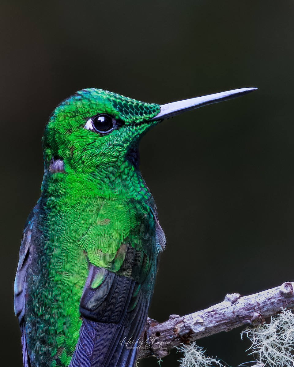 Green-crowned Brilliant - ML620015558