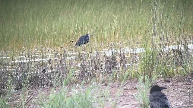 Tricolored Heron - ML620015562