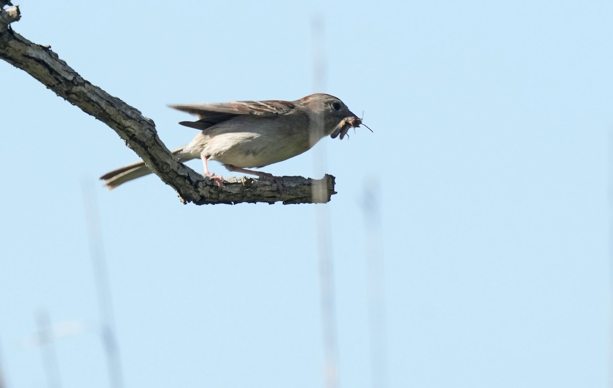 Field Sparrow - ML620015564