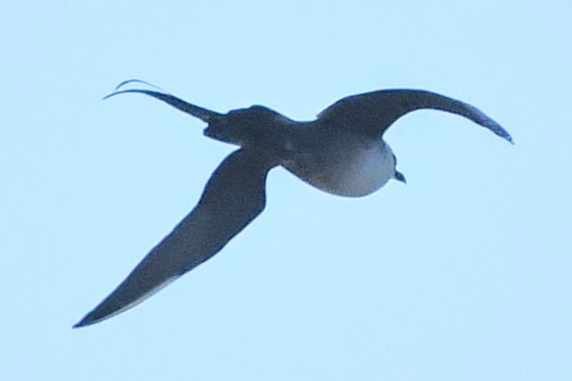 Long-tailed Jaeger - ML620015573