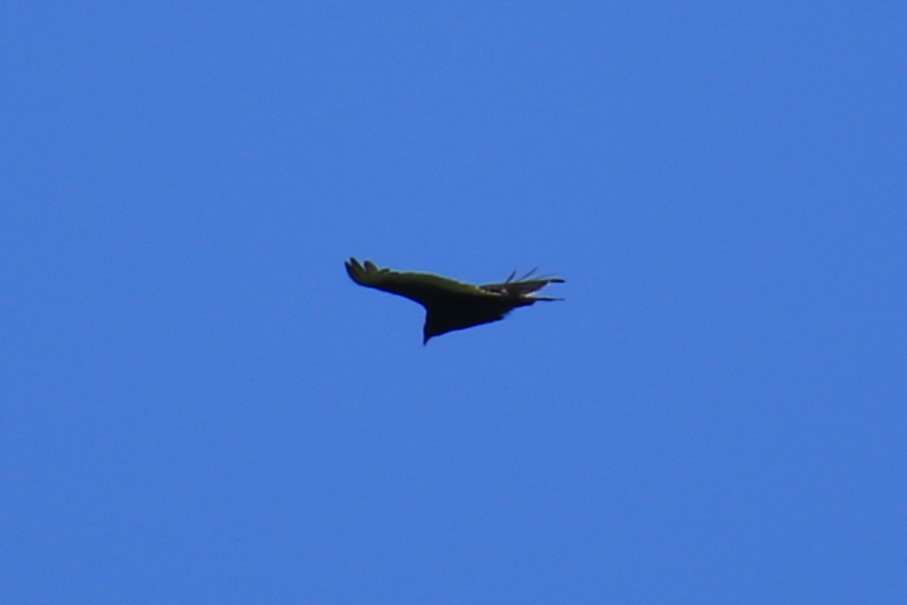 Turkey Vulture - ML620015594