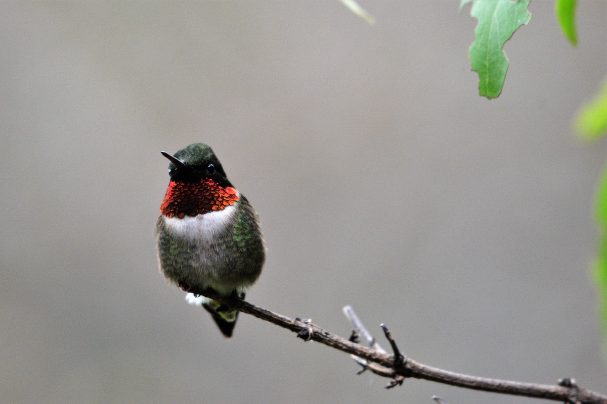 Ruby-throated Hummingbird - ML620015605