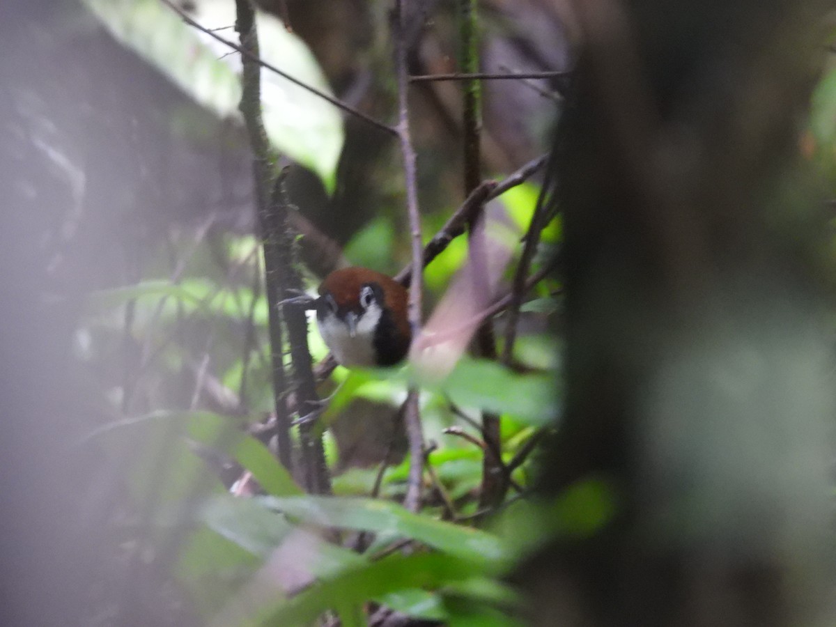 White-cheeked Antbird - ML620015609