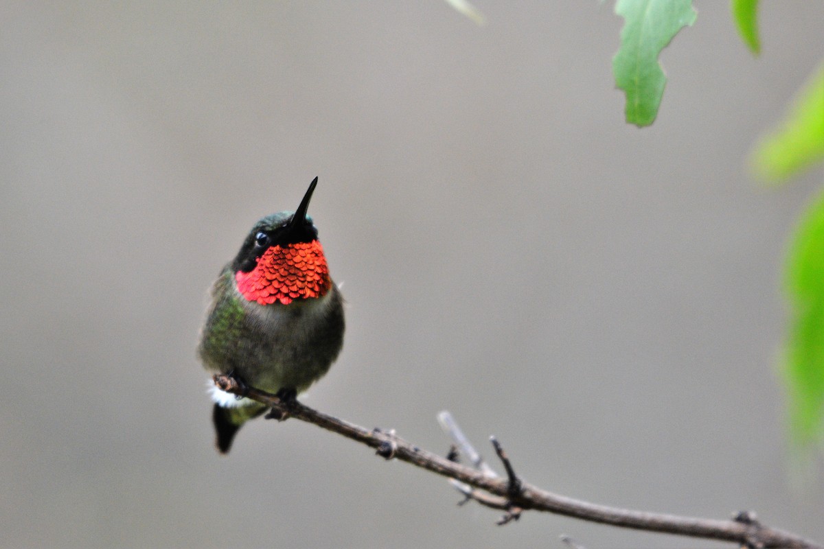Ruby-throated Hummingbird - ML620015611