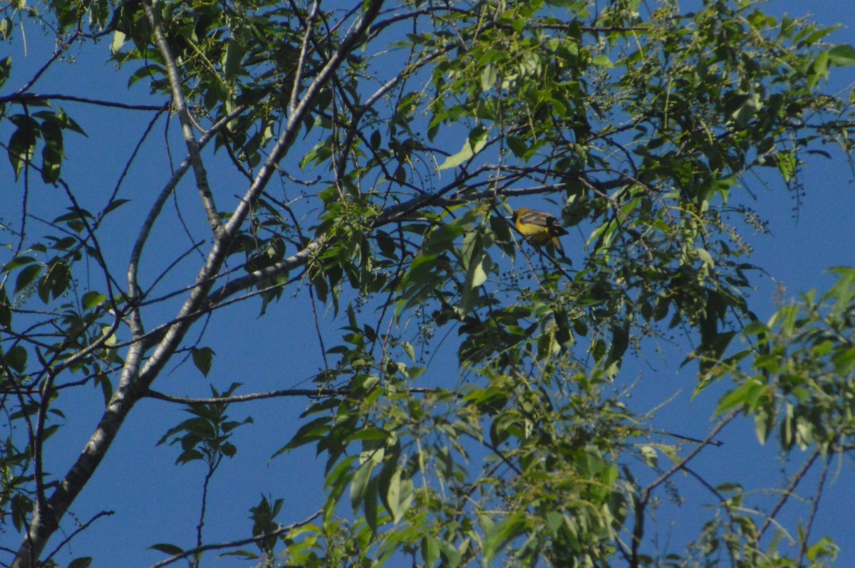 Orchard Oriole - ML620015617