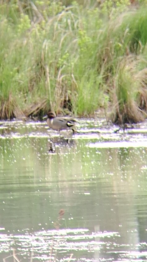 Green-winged Teal - ML620015659