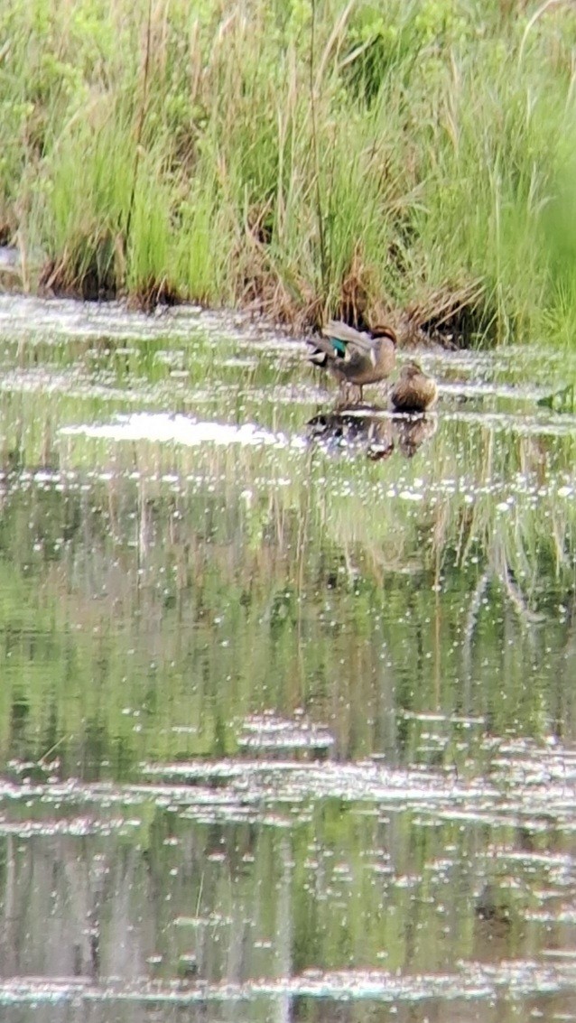 Green-winged Teal - ML620015660