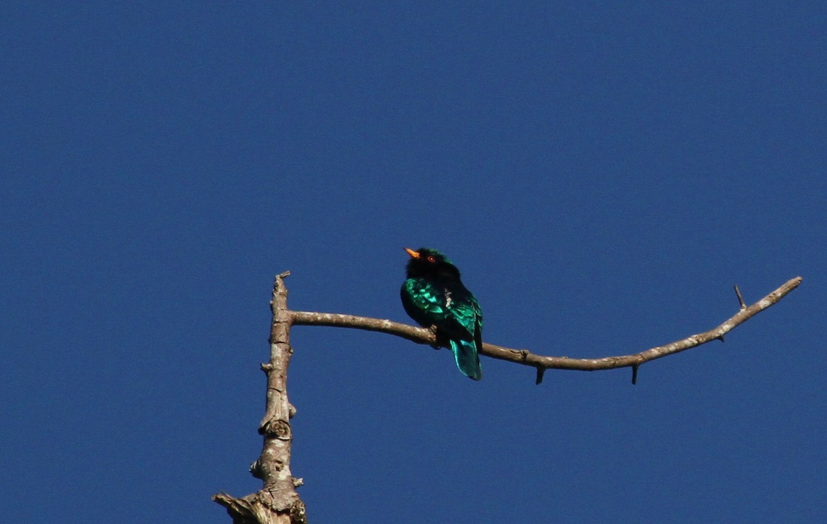 Asian Emerald Cuckoo - ML620015662