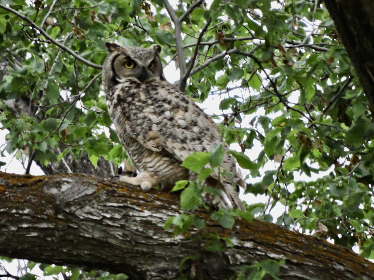 Great Horned Owl - ML620015694