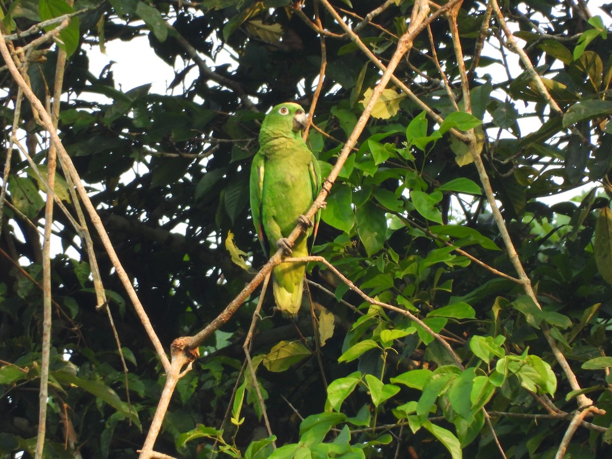 Yellow-crowned Parrot - ML620015701