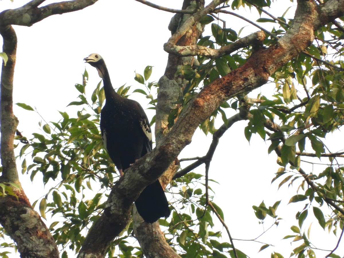 Blue-throated Piping-Guan - ML620015724