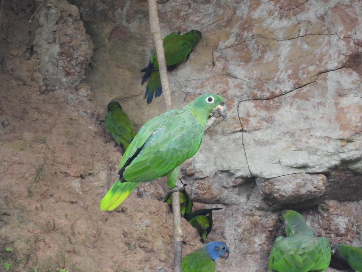 Yellow-crowned Parrot - ML620015794