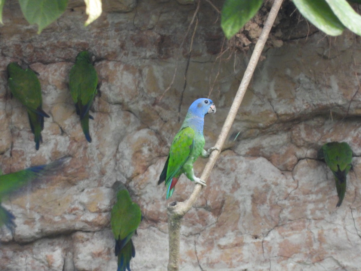 Папуга-червоногуз синьоголовий - ML620015805