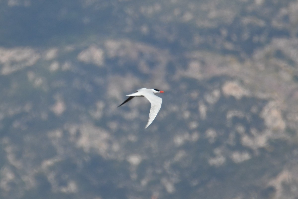 Caspian Tern - ML620015808