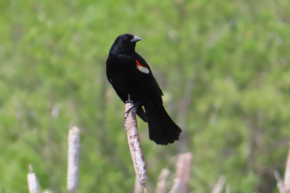 Red-winged Blackbird - ML620015812