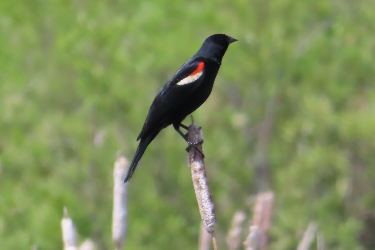 Red-winged Blackbird - ML620015813