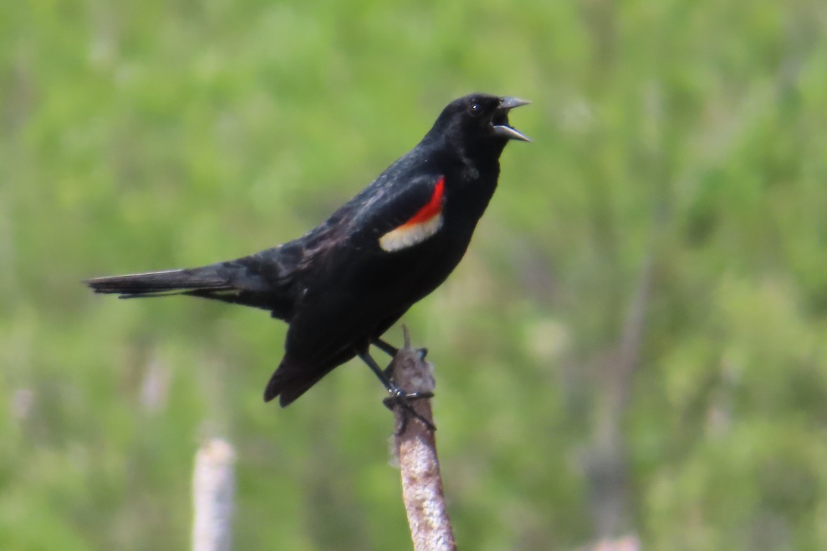 Red-winged Blackbird - ML620015814