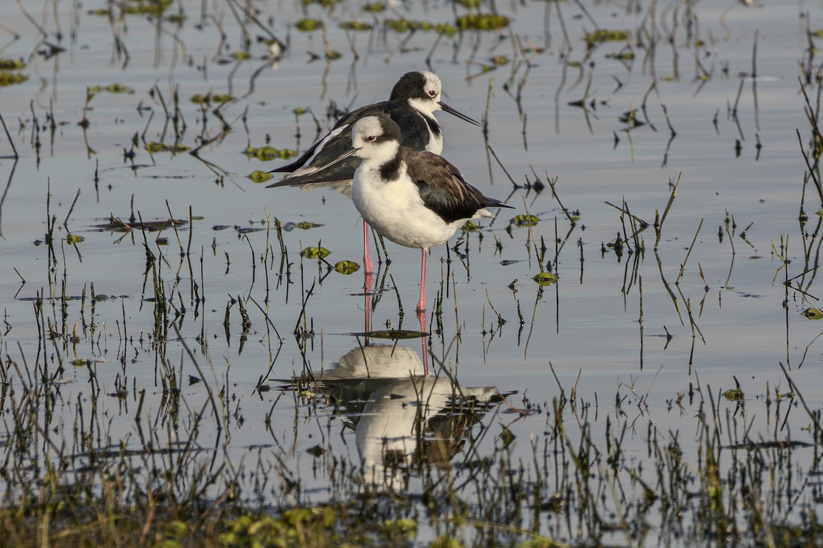 Black-necked Stilt (White-backed) - ML620015830