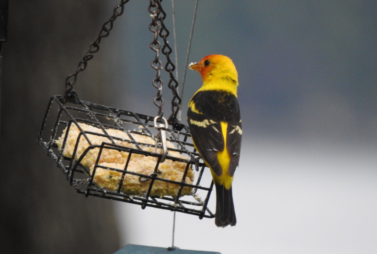 Western Tanager - ML620015833