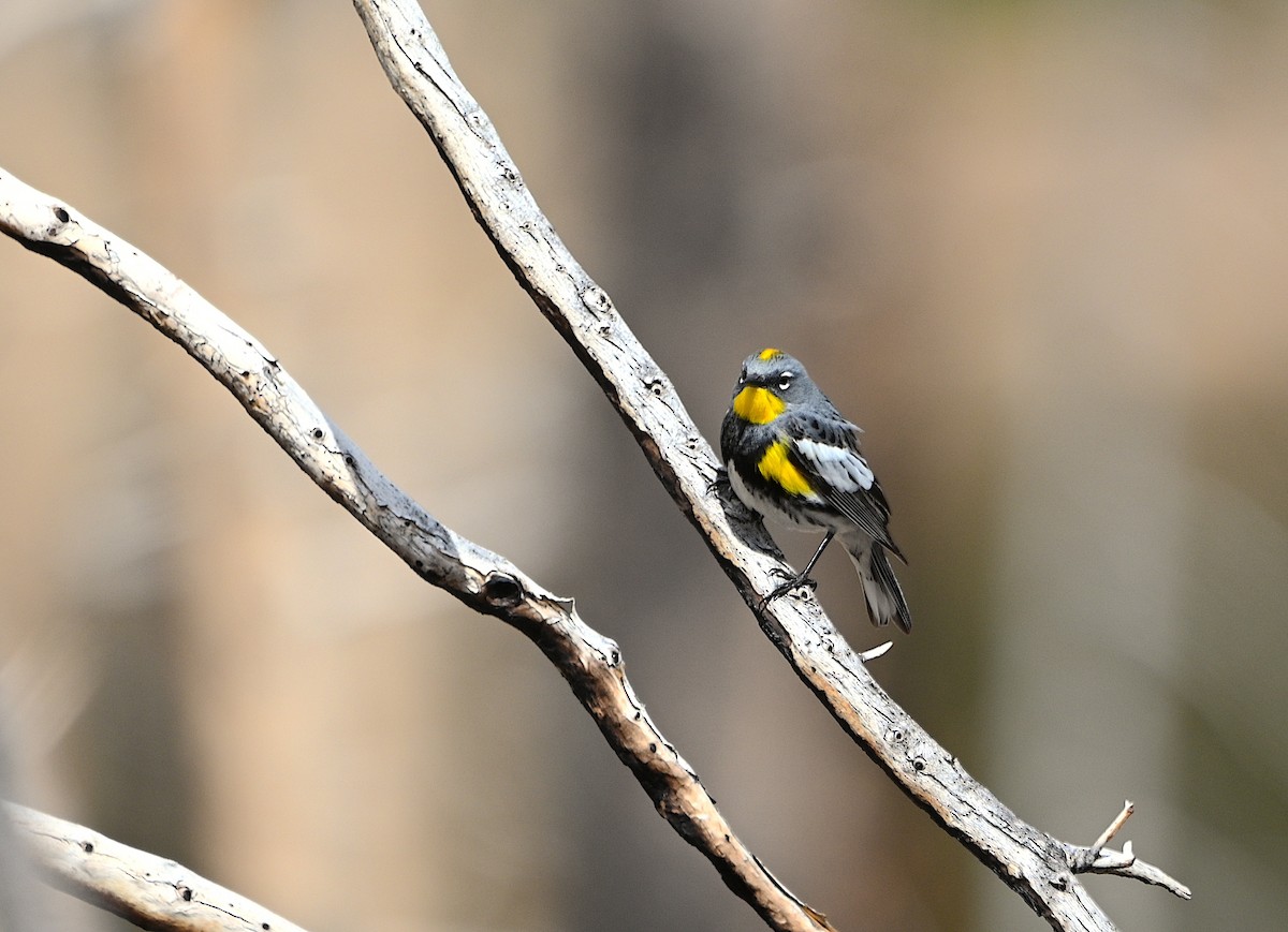 Yellow-rumped Warbler (Audubon's) - ML620015862