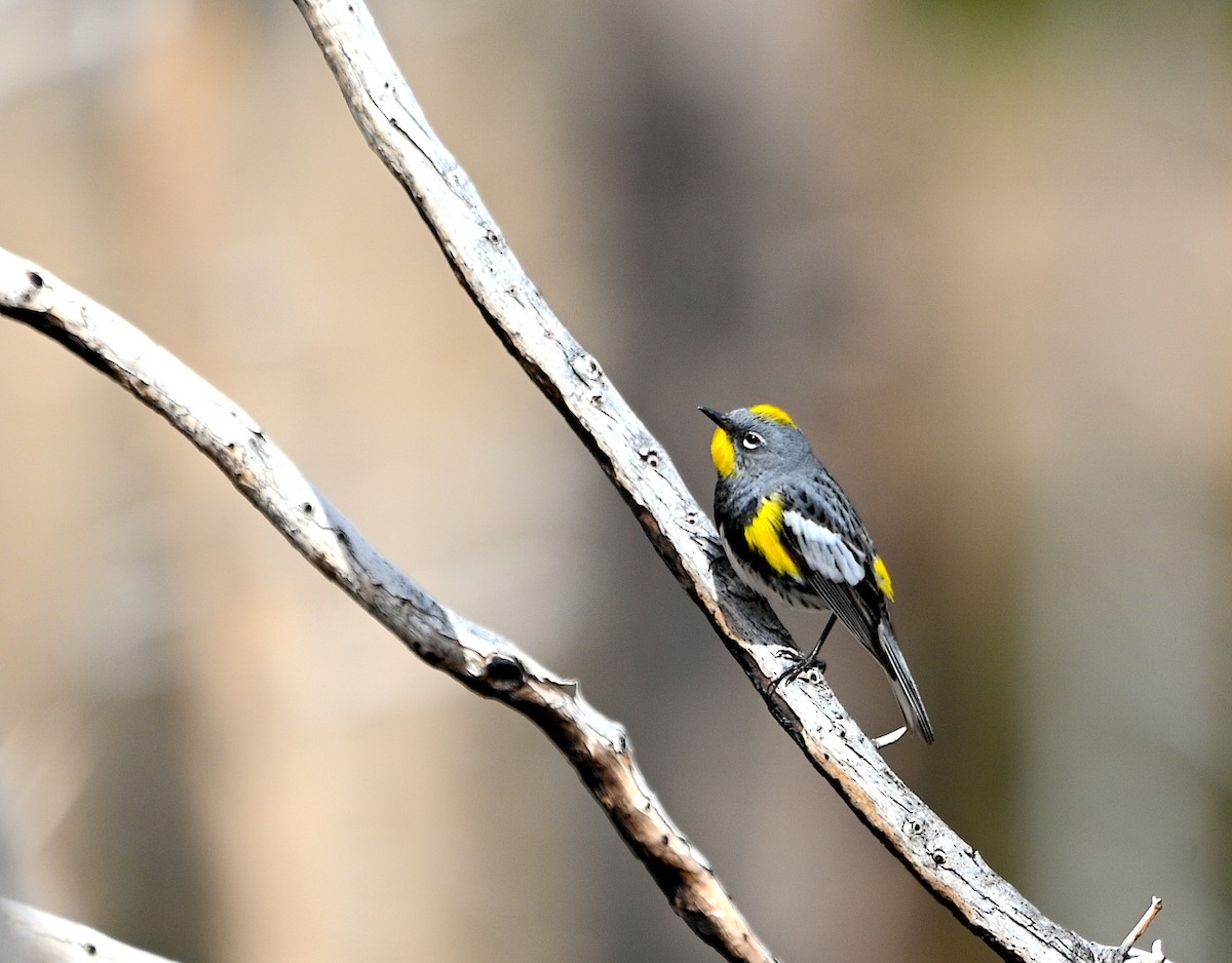 Yellow-rumped Warbler (Audubon's) - ML620015863