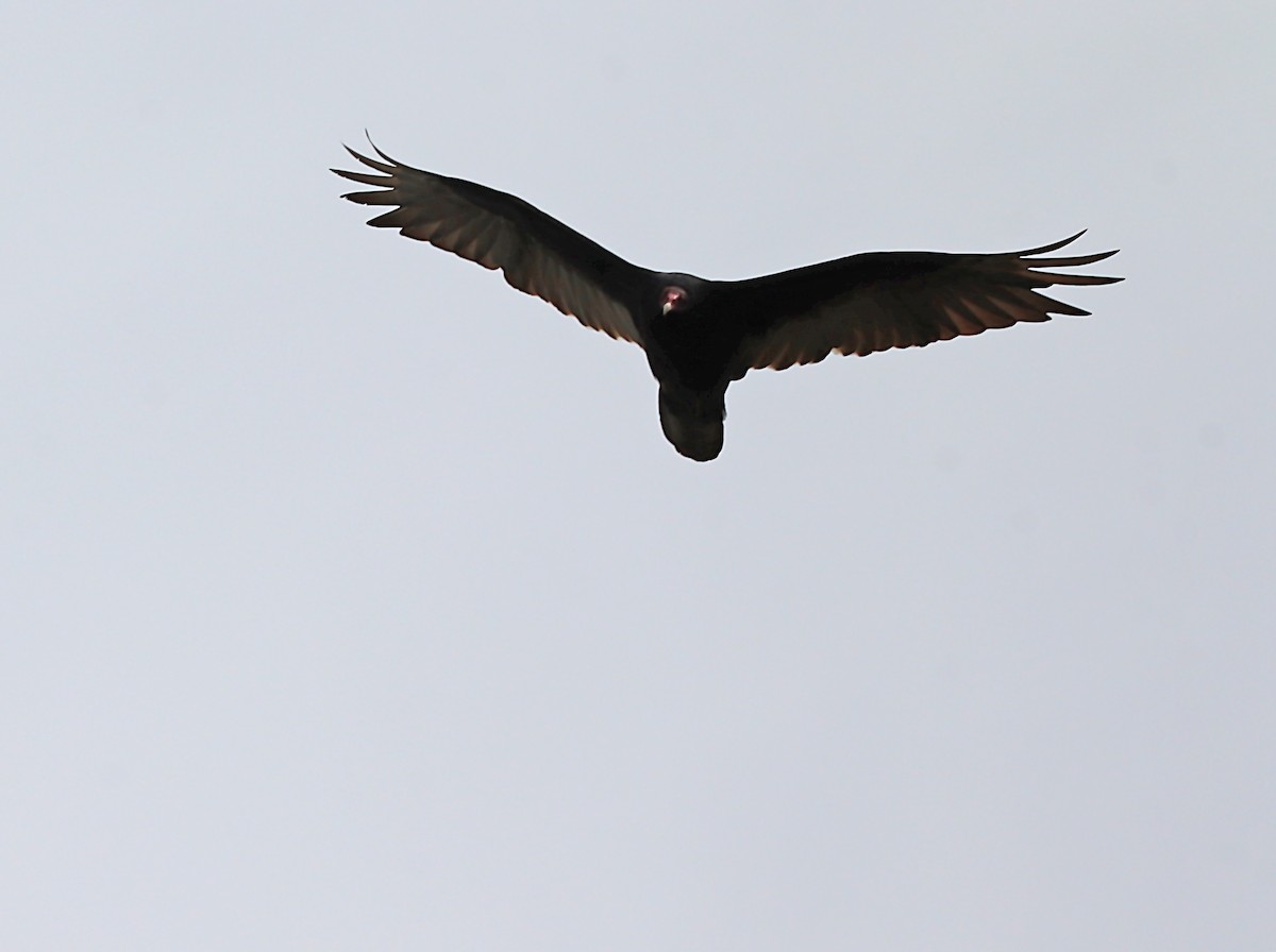 Turkey Vulture - ML620015888