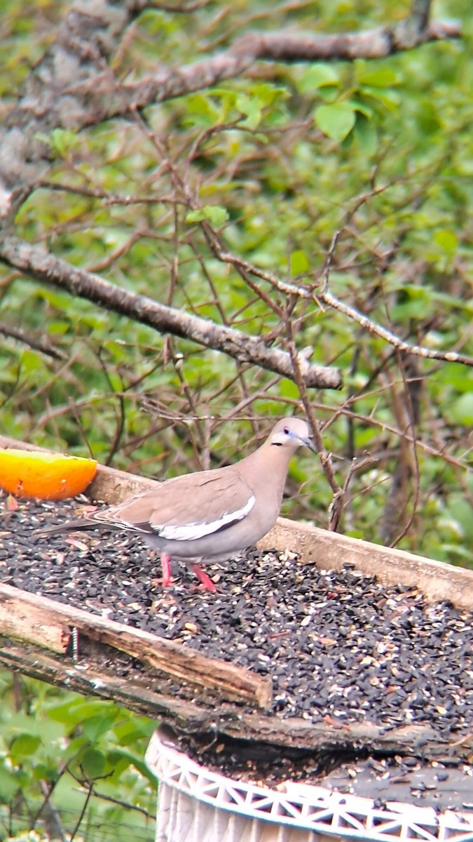 White-winged Dove - ML620015891