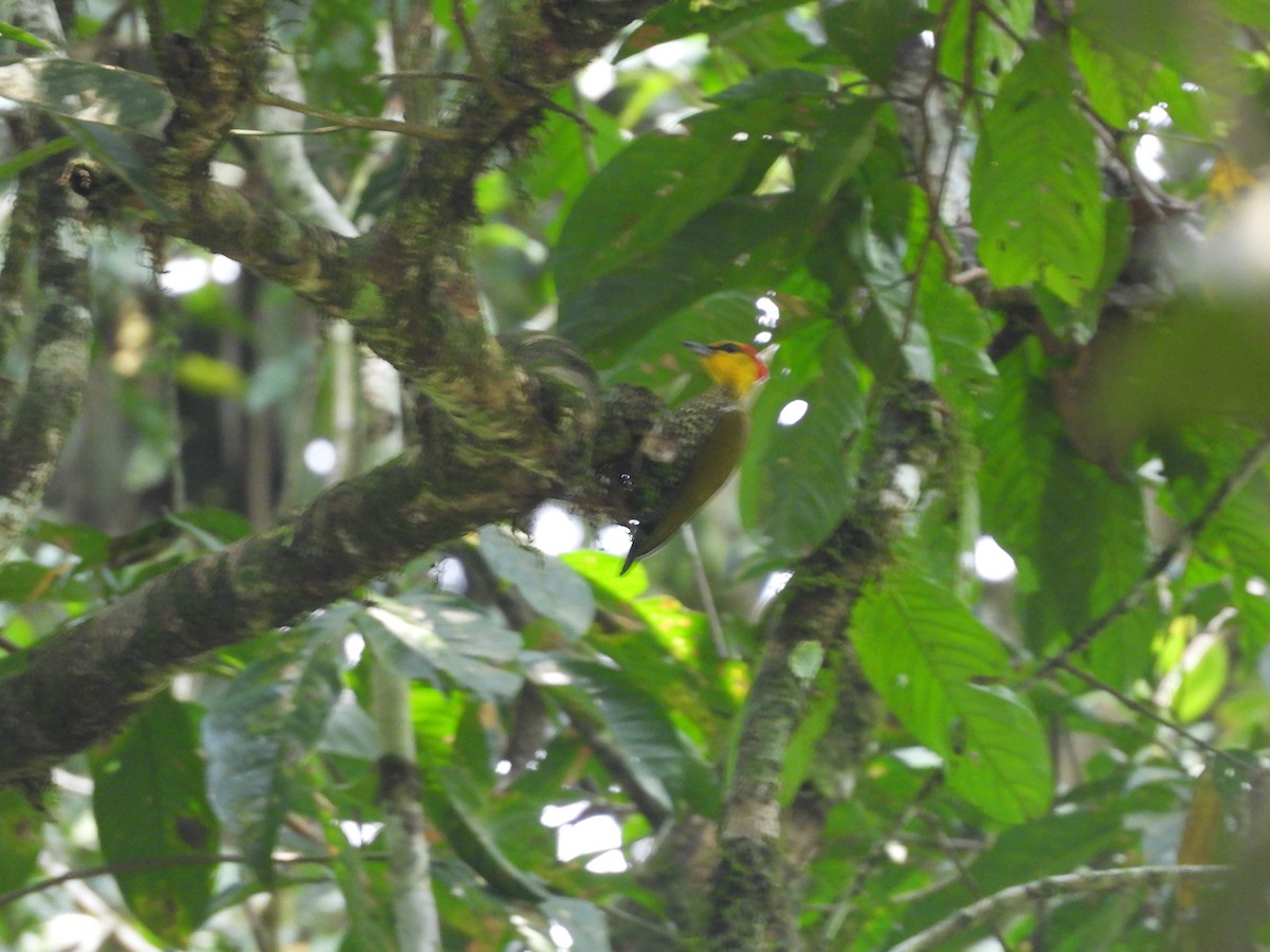 Yellow-throated Woodpecker - ML620015894