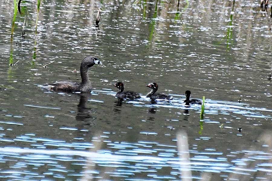 Pied-billed Grebe - ML620015895