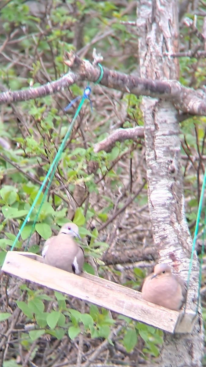 White-winged Dove - ML620015902