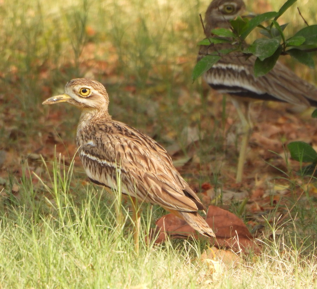 Indian Thick-knee - ML620015904