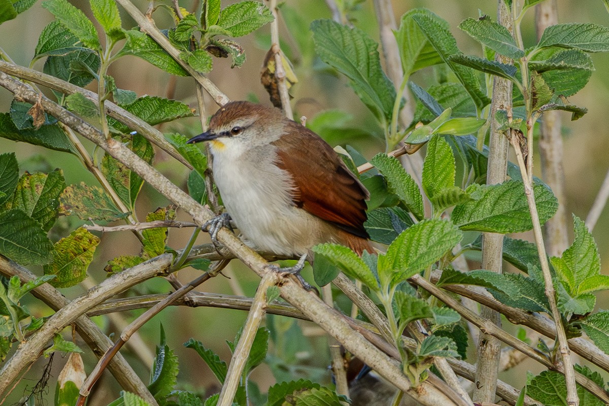 Yellow-chinned Spinetail - ML620015910