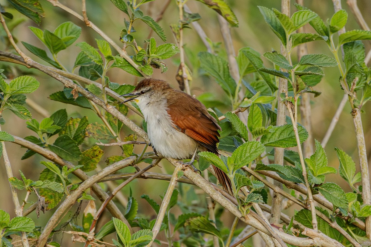 Yellow-chinned Spinetail - ML620015911