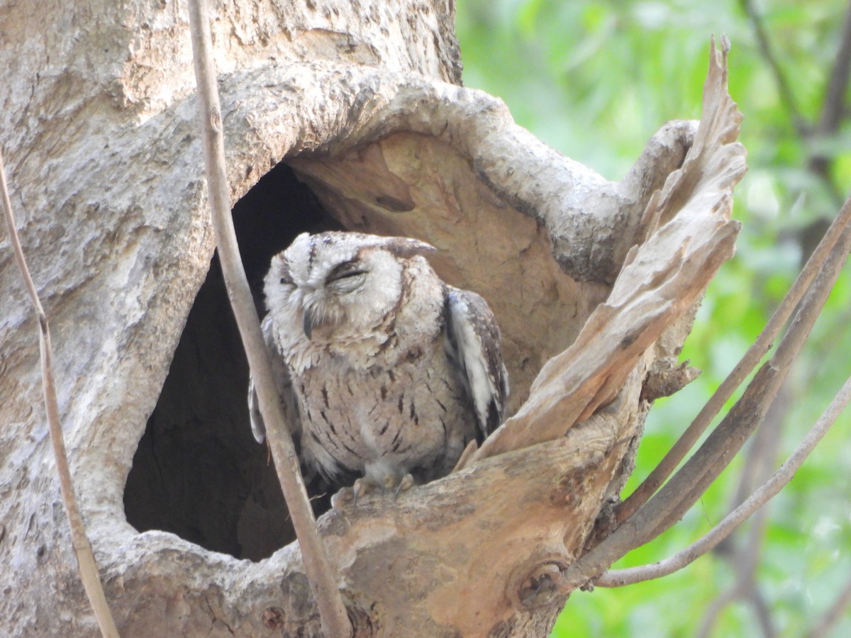 Indian Scops-Owl - ML620015932