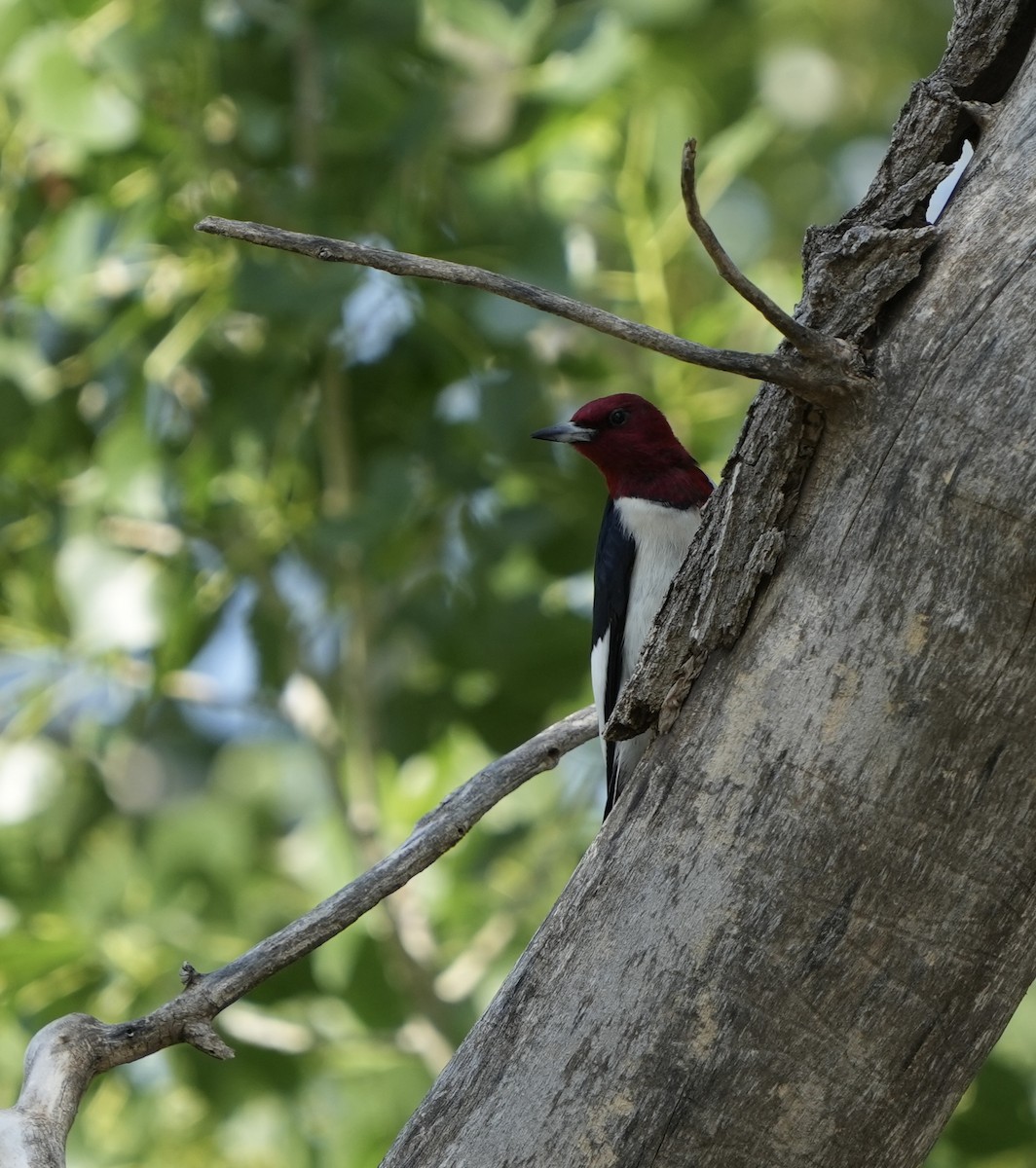 Red-headed Woodpecker - ML620015947