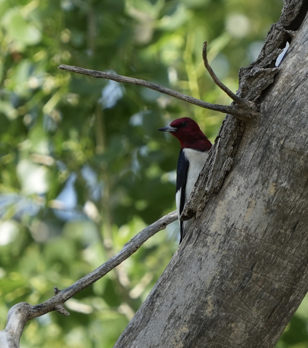 Pic à tête rouge - ML620015947