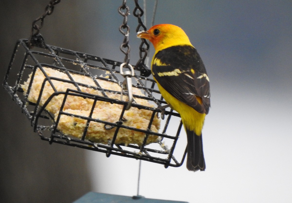 Western Tanager - ML620015949