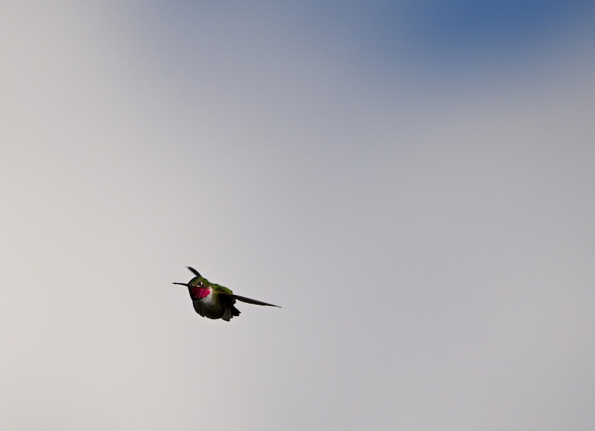 Broad-tailed Hummingbird - ML620015955