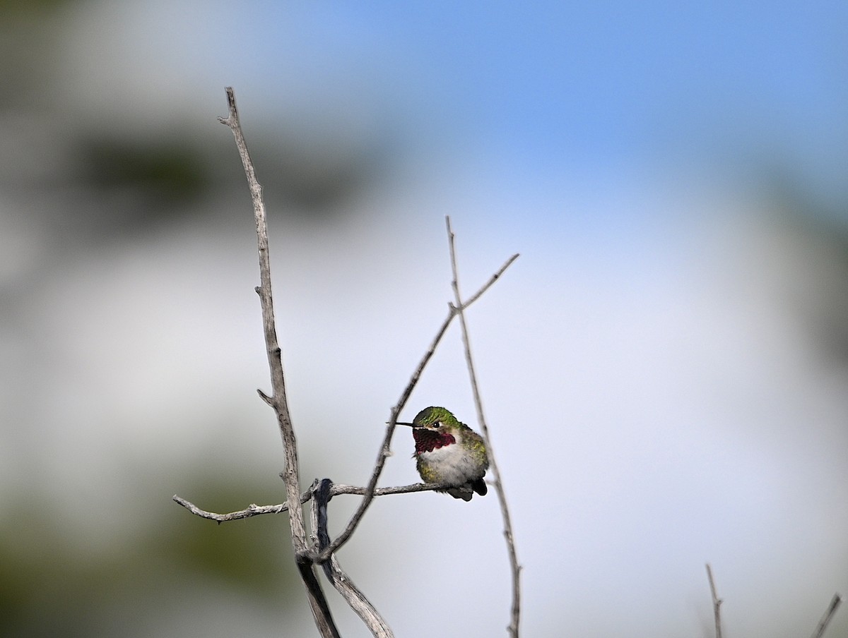 Broad-tailed Hummingbird - ML620015956