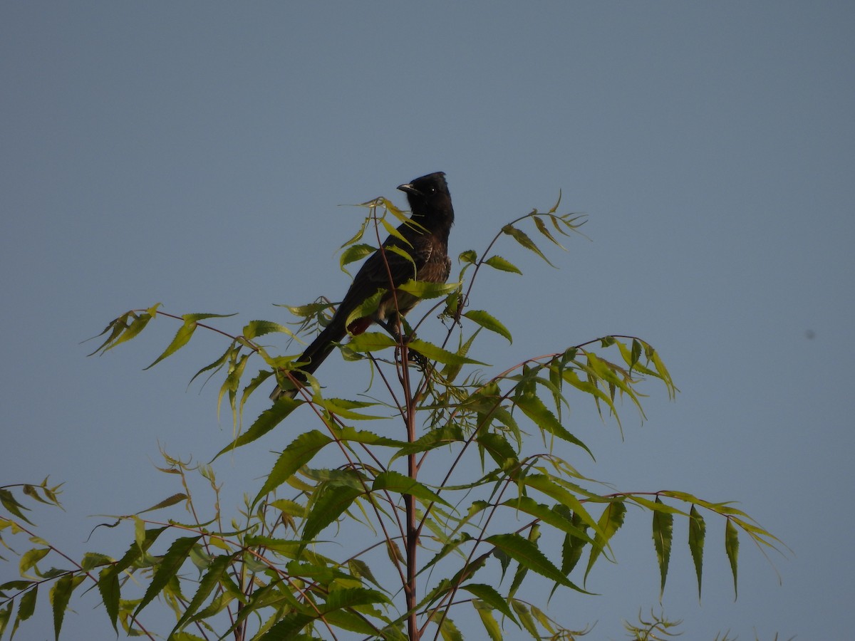 Red-vented Bulbul - ML620015959