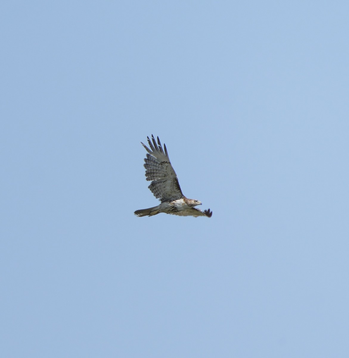 Red-tailed Hawk - ML620015963