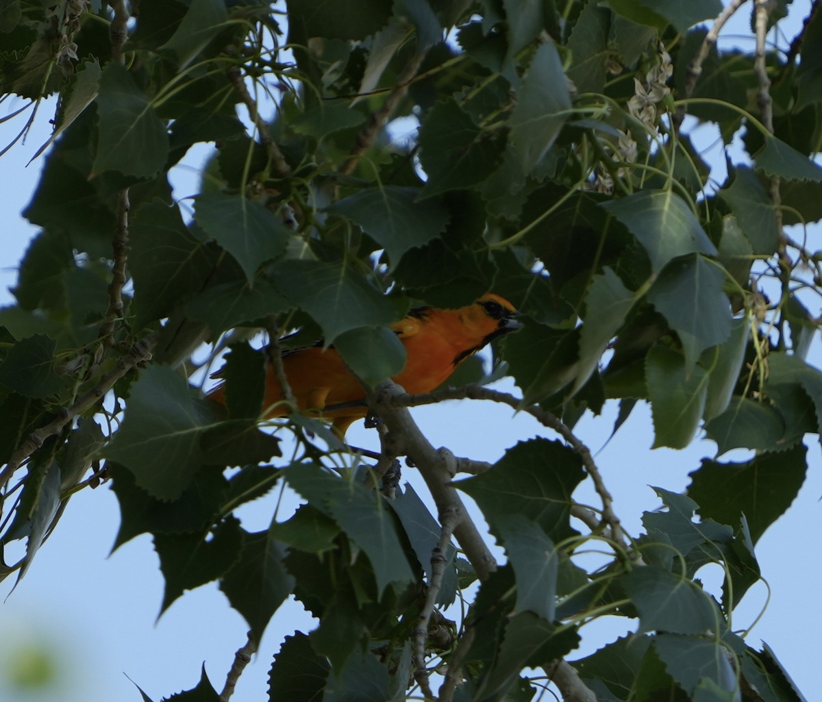 Bullock's Oriole - ML620015975