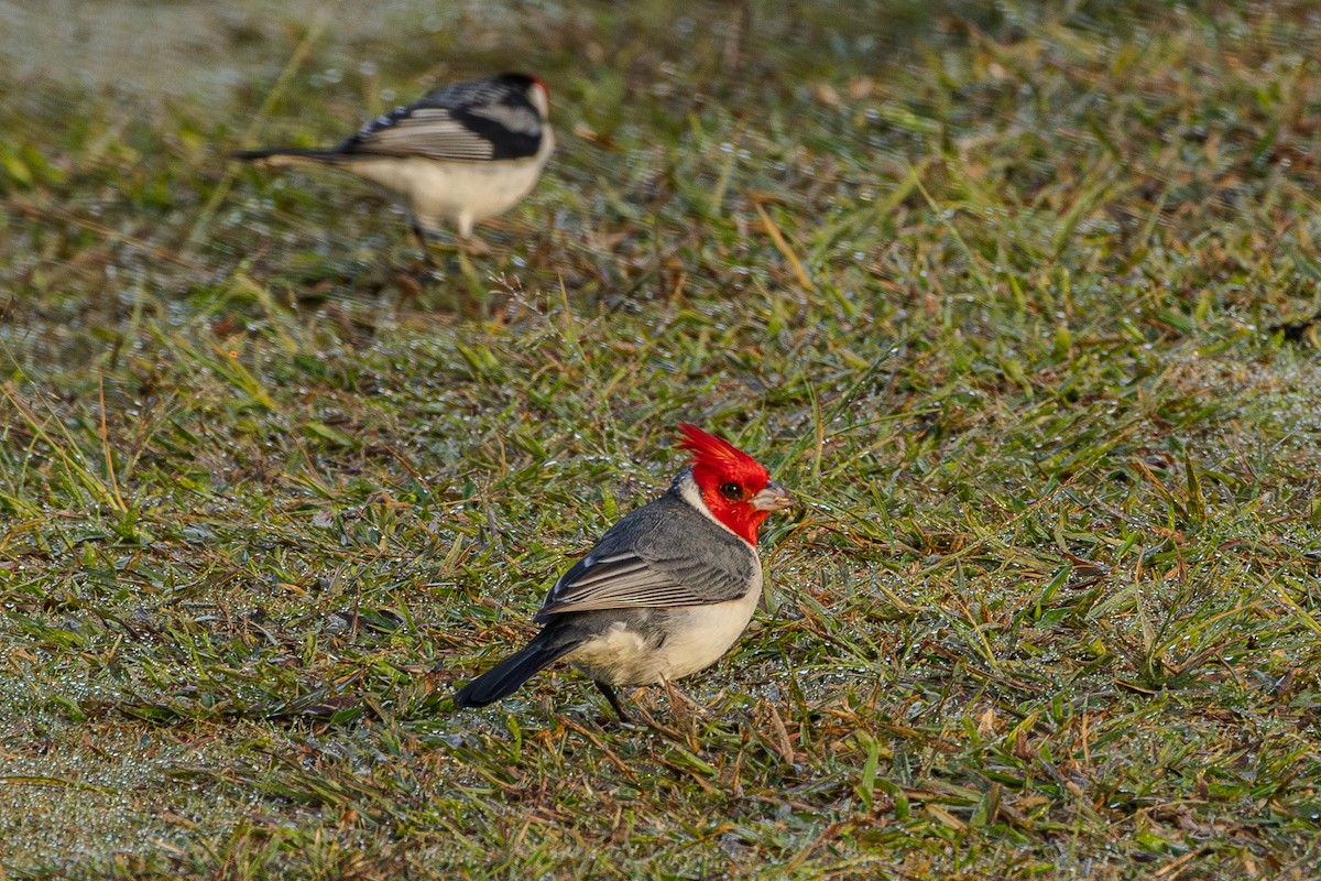 Red-crested Cardinal - ML620015981