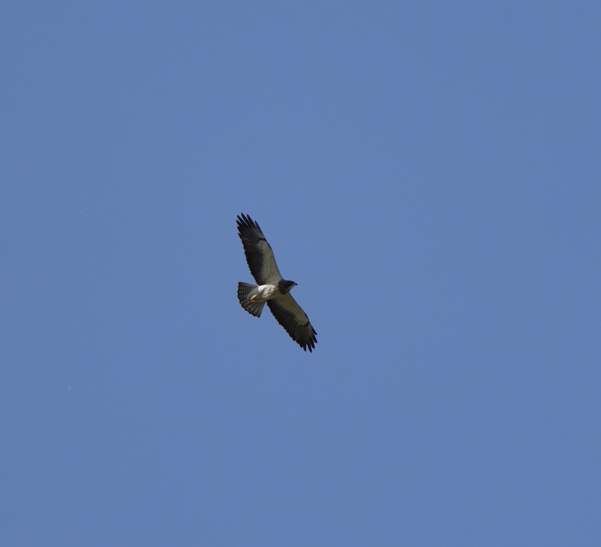 Swainson's Hawk - ML620015986