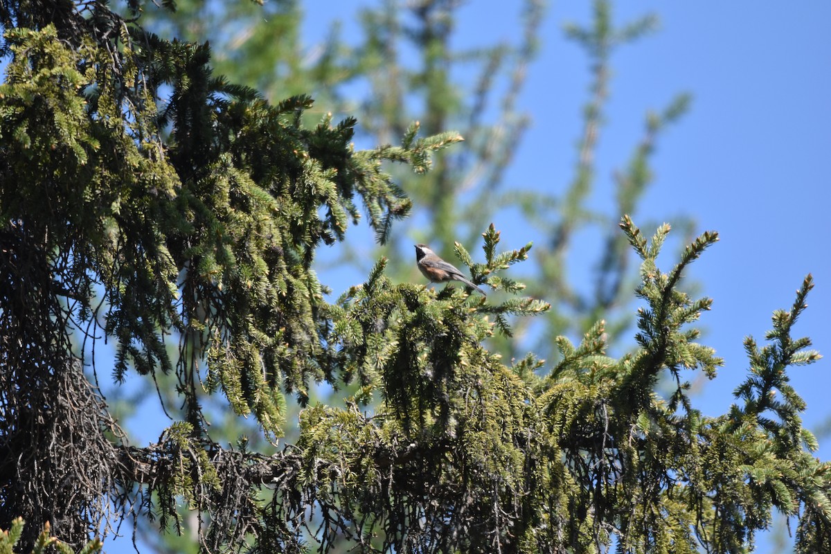 Boreal Chickadee - ML620015990