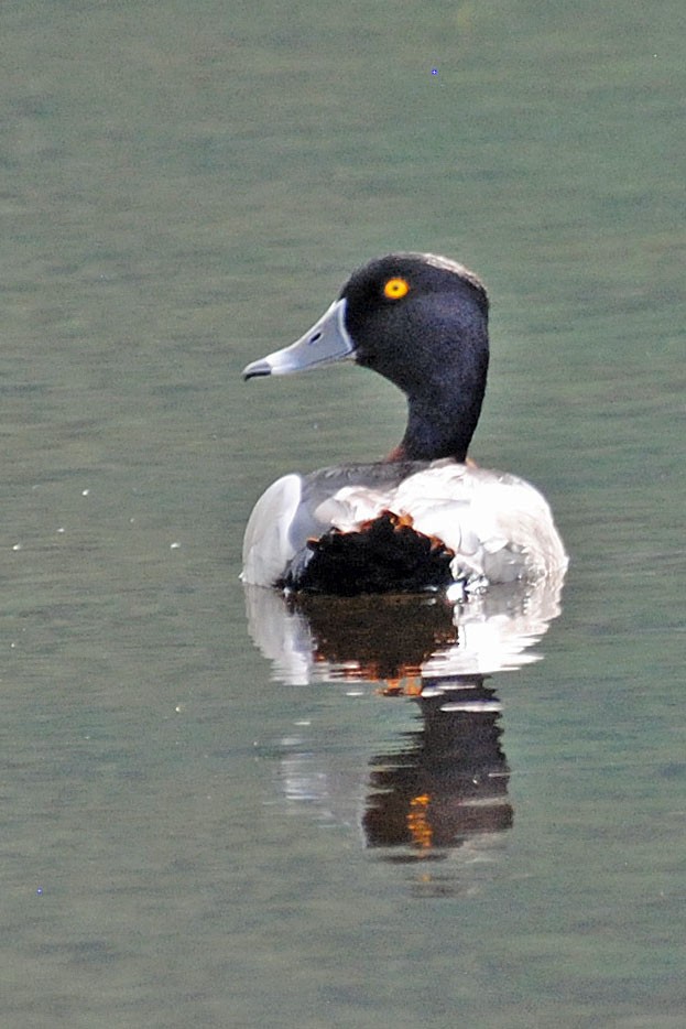 Ring-necked Duck - ML620015991
