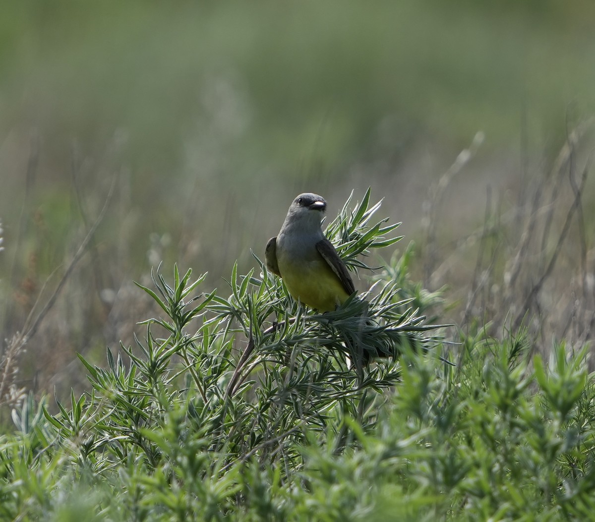 Western Kingbird - ML620015992